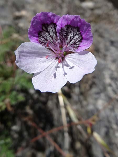 Erodium glandulosum \ Dr&uuml;siger Reiherschnabel / Black-Eyed Heron's-Bill, Andorra Canillo 13.7.2016 (Photo: Jolanda Remmerswaal)