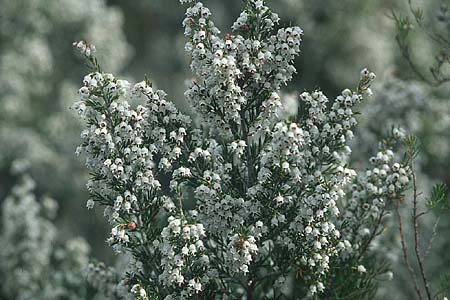 Erica arborea \ Baum-Heide / Tree Heather, F Corbi&egrave;res, Bugarach 1.5.2005