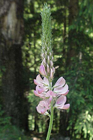 Onobrychis viciifolia \ Futter-Esparsette, Saat-Esparsette / Sainfoin, F Allevard 11.6.2006