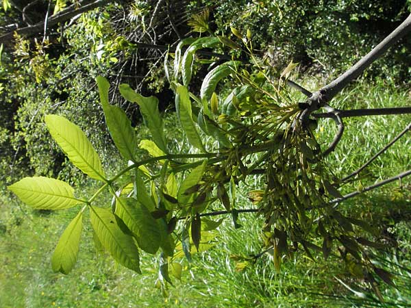 Fraxinus excelsior \ Gewhnliche Esche / Ash, F Castellane 12.5.2007