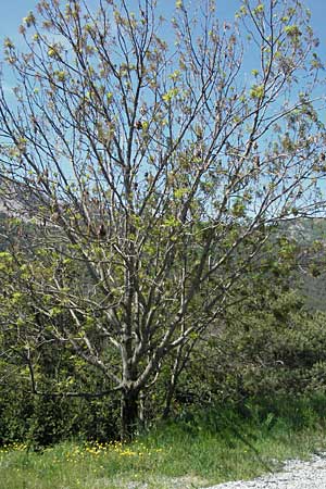 Fraxinus excelsior \ Gewhnliche Esche / Ash, F Castellane 12.5.2007