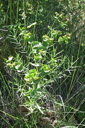 Euphorbia serrata \ Ges&auml;gte Wolfsmilch / Serrate Spurge, F Alpes de Haute Provence, Riez 23.6.2008