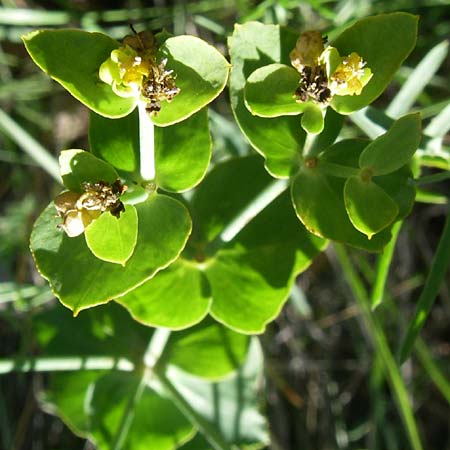Euphorbia serrata \ Ges&auml;gte Wolfsmilch / Serrate Spurge, F Alpes de Haute Provence, Riez 23.6.2008