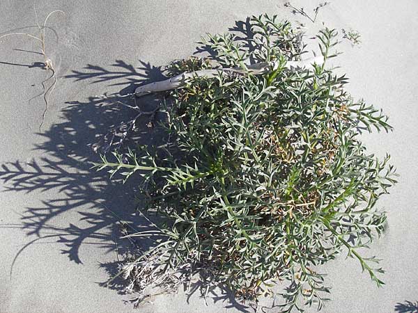 Echinophora spinosa \ Starre Stacheldolde / Prickly Samphire, Sea Parsnip, F Saintes Maries de la Mer 27.5.2009