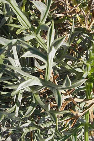 Echinophora spinosa \ Starre Stacheldolde / Prickly Samphire, Sea Parsnip, F Saintes Maries de la Mer 27.5.2009