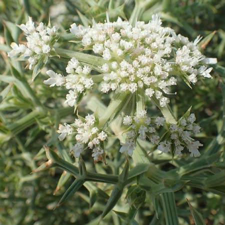 Echinophora spinosa \ Starre Stacheldolde / Prickly Samphire, Sea Parsnip, F Canet-en-Roussillon 27.7.2018