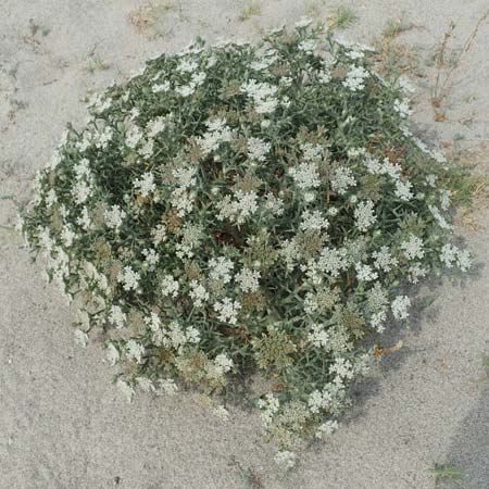 Echinophora spinosa \ Starre Stacheldolde / Prickly Samphire, Sea Parsnip, F Canet-en-Roussillon 9.8.2018