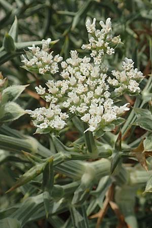 Echinophora spinosa \ Starre Stacheldolde / Prickly Samphire, Sea Parsnip, F Canet-en-Roussillon 9.8.2018