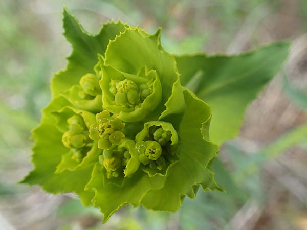 Euphorbia serrata \ Ges&auml;gte Wolfsmilch / Serrate Spurge, F Savines-le-Lac 29.4.2023