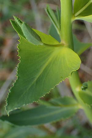 Euphorbia serrata \ Ges&auml;gte Wolfsmilch / Serrate Spurge, F Savines-le-Lac 29.4.2023