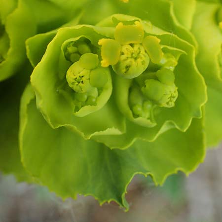 Euphorbia serrata \ Ges&auml;gte Wolfsmilch / Serrate Spurge, F Savines-le-Lac 29.4.2023
