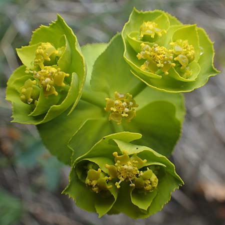 Euphorbia serrata \ Ges&auml;gte Wolfsmilch / Serrate Spurge, F Savines-le-Lac 29.4.2023