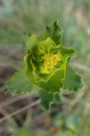 Euphorbia serrata \ Ges&auml;gte Wolfsmilch / Serrate Spurge, F Savines-le-Lac 29.4.2023