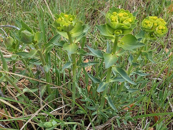 Euphorbia serrata \ Ges&auml;gte Wolfsmilch / Serrate Spurge, F Savines-le-Lac 29.4.2023