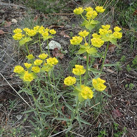 Euphorbia serrata \ Ges&auml;gte Wolfsmilch / Serrate Spurge, F Savines-le-Lac 29.4.2023