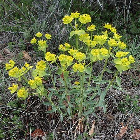 Euphorbia serrata \ Ges&auml;gte Wolfsmilch / Serrate Spurge, F Savines-le-Lac 29.4.2023