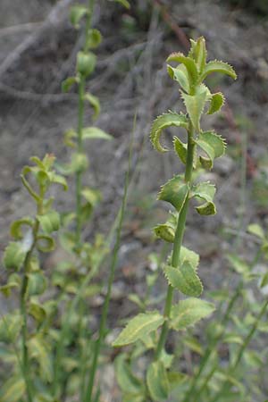 Euphorbia serrata \ Ges&auml;gte Wolfsmilch / Serrate Spurge, F Savines-le-Lac 29.4.2023