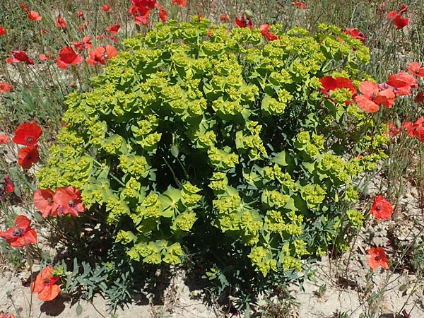 Euphorbia serrata \ Ges&auml;gte Wolfsmilch / Serrate Spurge, F Lagnes 3.5.2023