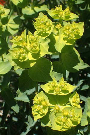 Euphorbia serrata \ Ges&auml;gte Wolfsmilch / Serrate Spurge, F Lagnes 3.5.2023