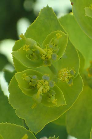 Euphorbia serrata \ Ges&auml;gte Wolfsmilch / Serrate Spurge, F Lagnes 3.5.2023