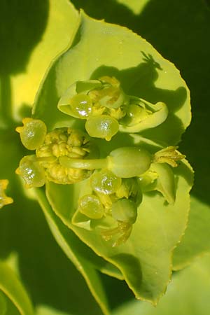 Euphorbia serrata \ Ges&auml;gte Wolfsmilch / Serrate Spurge, F Lagnes 3.5.2023