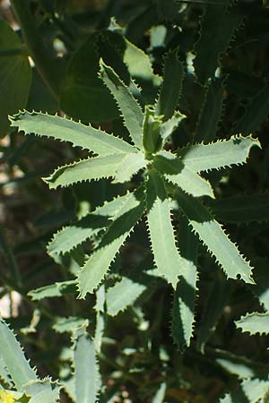 Euphorbia serrata \ Ges&auml;gte Wolfsmilch / Serrate Spurge, F Lagnes 3.5.2023