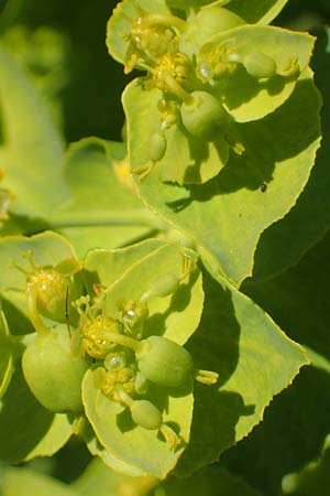 Euphorbia serrata \ Ges&auml;gte Wolfsmilch / Serrate Spurge, F Lagnes 3.5.2023
