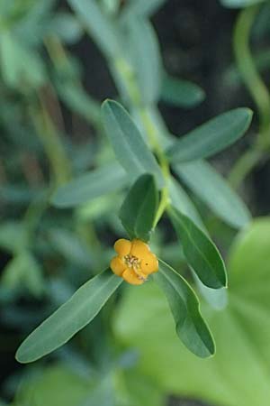Euphorbia spinosa \ Dornige Wolfsmilch / Spiny Spurge, F Berghe Superieur 18.5.2026