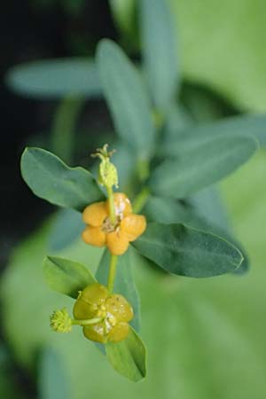 Euphorbia spinosa \ Dornige Wolfsmilch / Spiny Spurge, F Berghe Superieur 18.5.2026