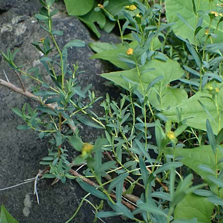 Euphorbia spinosa \ Dornige Wolfsmilch / Spiny Spurge, F Berghe Superieur 18.5.2026