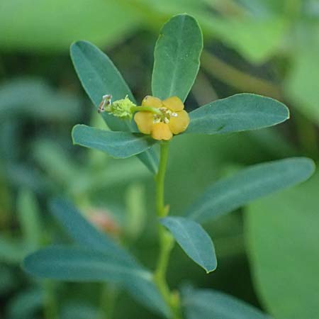 Euphorbia spinosa \ Dornige Wolfsmilch / Spiny Spurge, F Berghe Superieur 18.5.2026