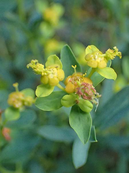 Euphorbia spinosa \ Dornige Wolfsmilch / Spiny Spurge, F Berghe Superieur 18.5.2026