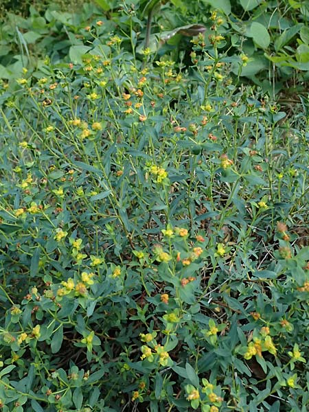 Euphorbia spinosa \ Dornige Wolfsmilch / Spiny Spurge, F Berghe Superieur 18.5.2026