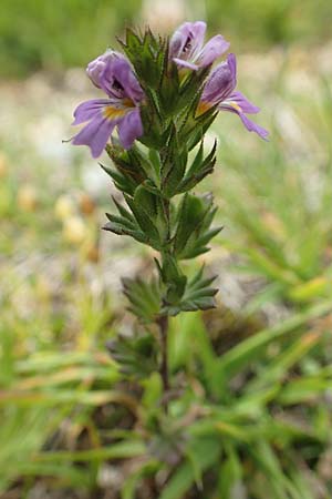 Euphrasia alpina \ Alpen-Augentrost / Alpine Eyebright, F Pyren&auml;en/Pyrenees, Mont Llaret 31.7.2018