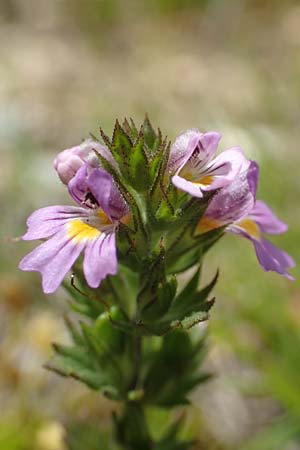 Euphrasia alpina \ Alpen-Augentrost / Alpine Eyebright, F Pyren&auml;en/Pyrenees, Mont Llaret 31.7.2018