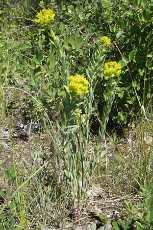 Euphorbia seguieriana \ Steppen-Wolfsmilch / Seguier's Spurge, F Causse du Larzac 7.6.2006