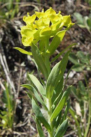Euphorbia seguieriana \ Steppen-Wolfsmilch / Seguier's Spurge, F Causse du Larzac 7.6.2006