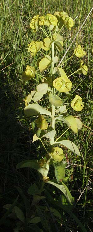 Euphorbia nicaeensis subsp. nicaeensis \ Nizza-Wolfsmilch / Southern Spurge, Honey-Flowered Spurge, F Dept. Aveyron,  Fondamente 8.6.2006