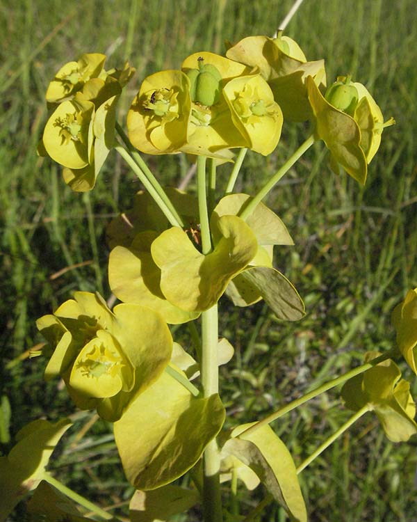 Euphorbia nicaeensis subsp. nicaeensis \ Nizza-Wolfsmilch / Southern Spurge, Honey-Flowered Spurge, F Dept. Aveyron,  Fondamente 8.6.2006