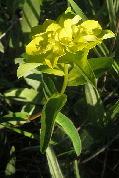 Euphorbia verrucosa \ Warzen-Wolfsmilch / Warty Spurge, F Serres 10.6.2006