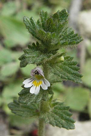 Euphrasia hirtella \ Zottiger Augentrost / Small Flowered Sticky Eyebright, F Pyrenäen/Pyrenees, Prades 12.8.2006