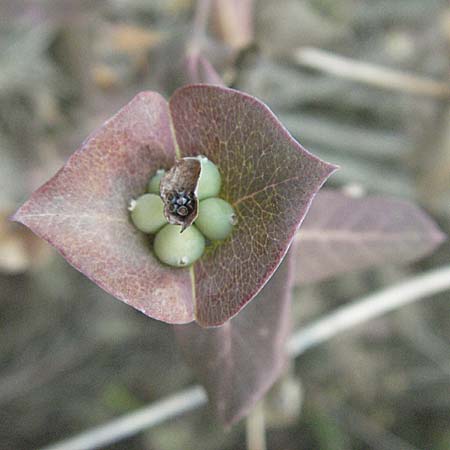 Lonicera implexa \ Windendes Gei�blatt / Evergreen Honeysuckle, F Pyren&auml;en/Pyrenees, Eus 14.8.2006