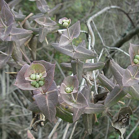 Lonicera implexa \ Windendes Gei�blatt / Evergreen Honeysuckle, F Pyren&auml;en/Pyrenees, Eus 14.8.2006