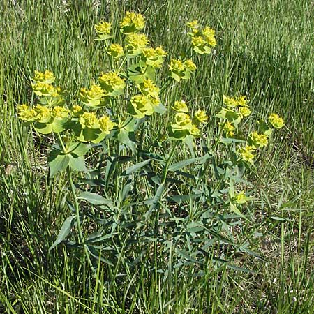 Euphorbia serrata \ Ges&auml;gte Wolfsmilch / Serrate Spurge, F Serres 12.5.2007