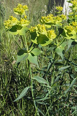 Euphorbia serrata \ Ges&auml;gte Wolfsmilch / Serrate Spurge, F Serres 12.5.2007
