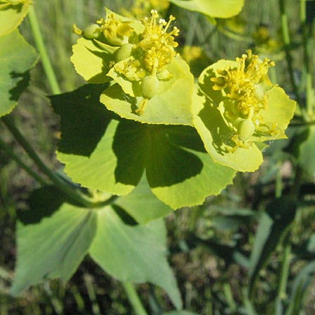 Euphorbia serrata \ Ges&auml;gte Wolfsmilch / Serrate Spurge, F Serres 12.5.2007