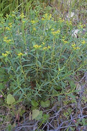 Euphorbia spinosa \ Dornige Wolfsmilch / Spiny Spurge, F Clue de Chabrieres 12.5.2007