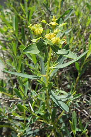 Euphorbia spinosa \ Dornige Wolfsmilch / Spiny Spurge, F Clue de Chabrieres 12.5.2007