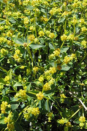 Euphorbia spinosa \ Dornige Wolfsmilch / Spiny Spurge, F Castellane 12.5.2007