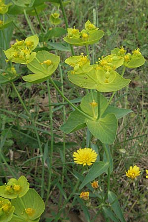 Euphorbia serrata \ Ges&auml;gte Wolfsmilch / Serrate Spurge, F Corbi&egrave;res,  Talairan 13.5.2007